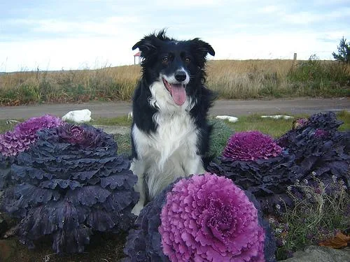 Border Collie #12, a Border Collie in the PetMatch pool