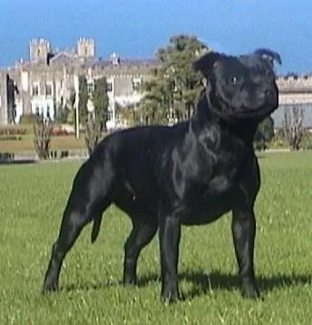 Staffordshire Bullterrier #120, a Staffordshire Bull Terrier in the PetMatch pool