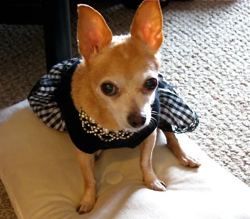 chihuahua #53, a Chihuahua in the PetMatch pool