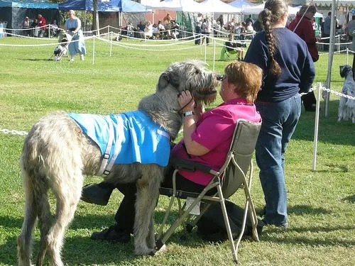 Irish Wolfhound #35, a Mixed Breed in the PetMatch pool