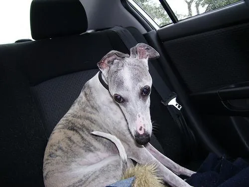 Whippet #21, a Whippet in the PetMatch pool