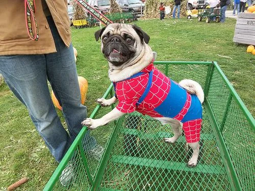 Pug #90, a Pug in the PetMatch pool