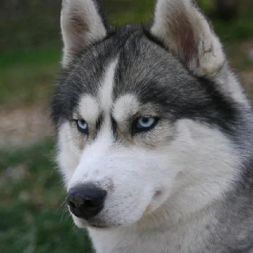 Mixed #152, a Siberian Husky in the PetMatch pool