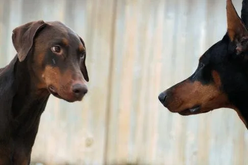 Doberman #80, a Doberman Pinscher in the PetMatch pool
