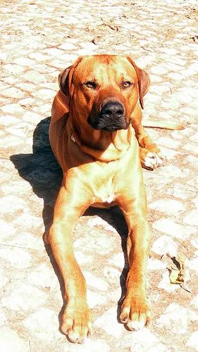 Rhodesian Ridgeback #4, a Rhodesian Ridgeback in the PetMatch pool
