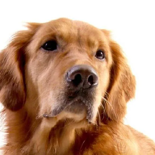 Mixed #4194, a Golden Retriever in the PetMatch pool