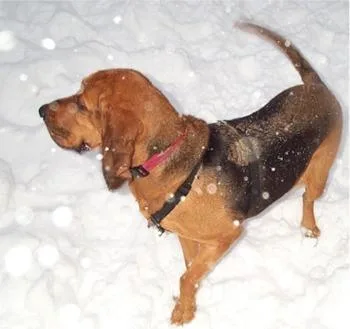 Bloodhound #31, a Bloodhound in the PetMatch pool