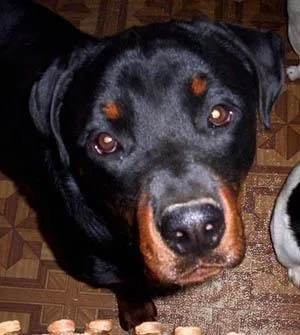 Rottweiler #27, a Rottweiler in the PetMatch pool