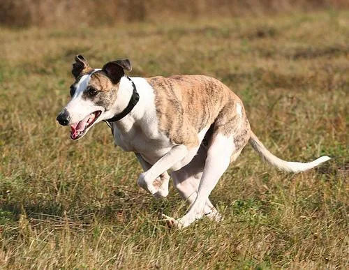 Whippet #105, a Whippet in the PetMatch pool