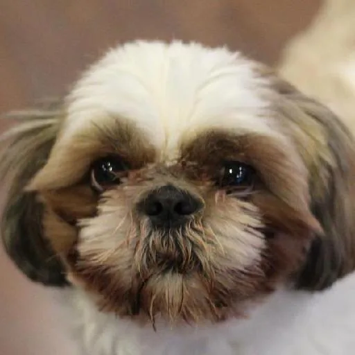 Mixed #4639, a Shih Tzu in the PetMatch pool