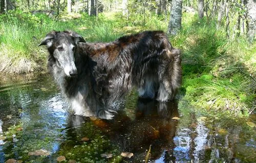 Borzoi #113, a Borzoi in the PetMatch pool