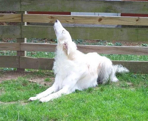 Borzoi #104, a Borzoi in the PetMatch pool