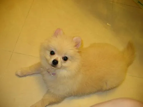 Pomeranian #65, a Pomeranian in the PetMatch pool