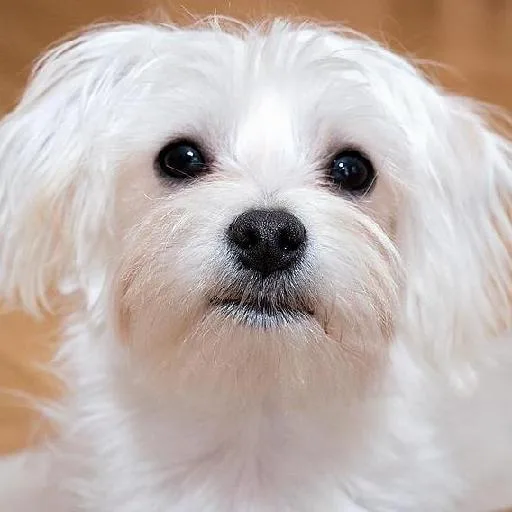 Mixed #4049, a Maltese in the PetMatch pool