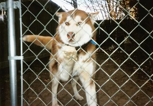 Siberian Husky #96, a Siberian Husky in the PetMatch pool