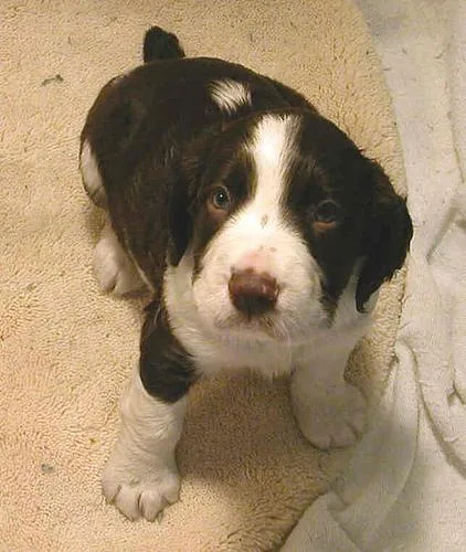English Springer #47, a English Springer Spaniel in the PetMatch pool