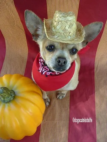Chihuahua #8, a Chihuahua in the PetMatch pool