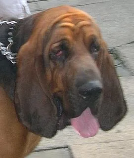 Bloodhound #40, a Bloodhound in the PetMatch pool