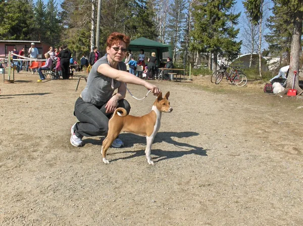 Basenji #54, a Basenji in the PetMatch pool