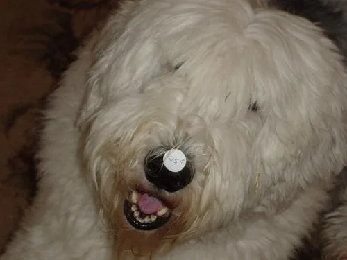 Old English Sheepdog #100, a Old English Sheepdog in the PetMatch pool