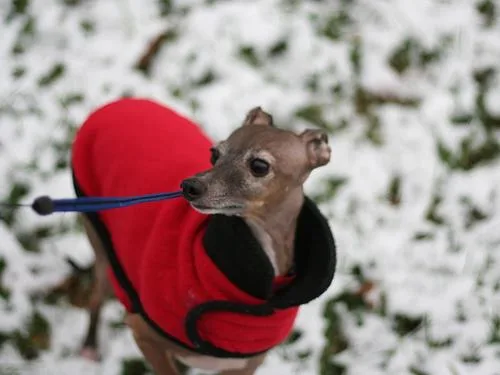 Italian Greyhound #50, a Greyhound in the PetMatch pool