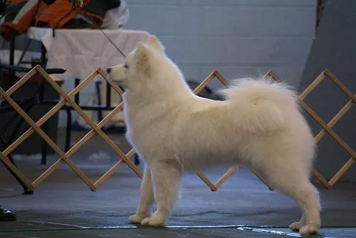 Samoyed #32, a Samoyed in the PetMatch pool