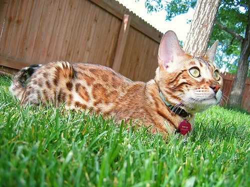 Bengal #10, a Mixed Breed Cat in the PetMatch pool
