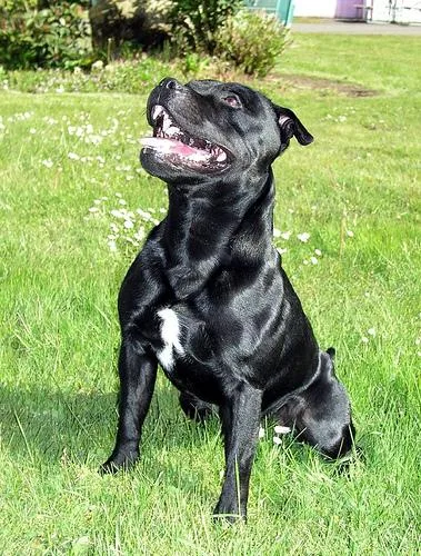 Staffordshire Bullterrier #3, a Staffordshire Bull Terrier in the PetMatch pool