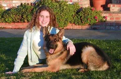German Shepherd #69, a German Shepherd in the PetMatch pool