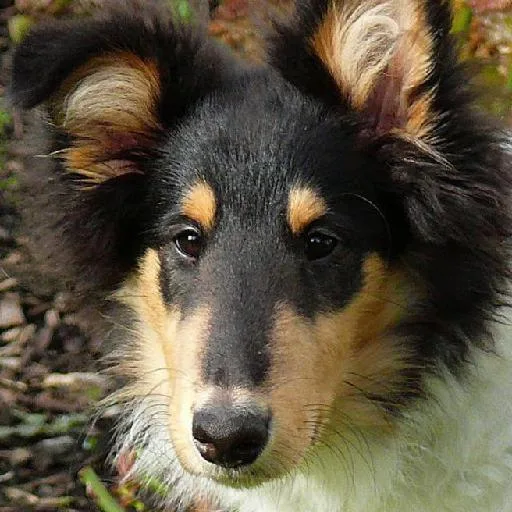 Mixed #2523, a Collie in the PetMatch pool