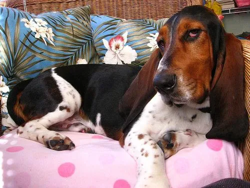Basset #34, a Basset Hound in the PetMatch pool
