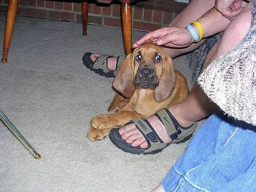 Bloodhound #27, a Bloodhound in the PetMatch pool