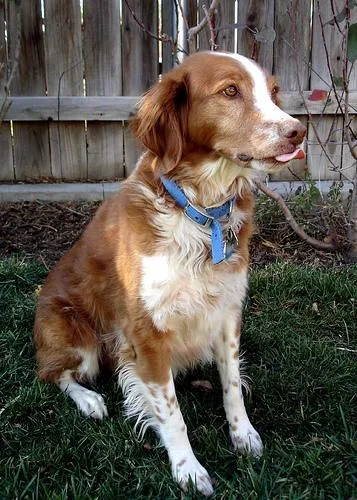 Brittany Spaniel #56, a Brittany in the PetMatch pool