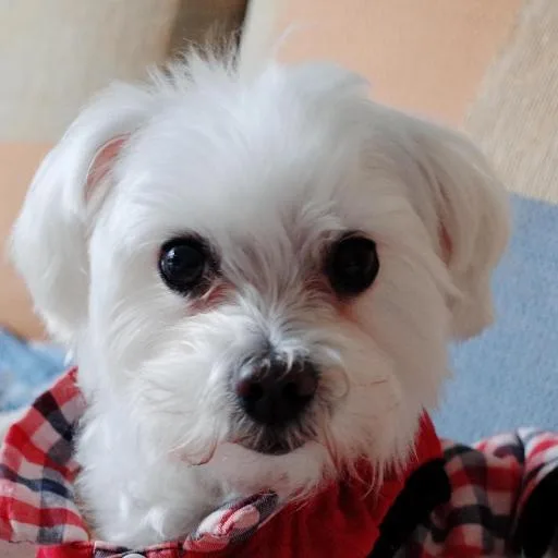 Mixed #1508, a Maltese in the PetMatch pool