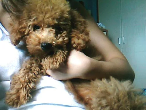 Toy Poodle #25, a Poodle in the PetMatch pool