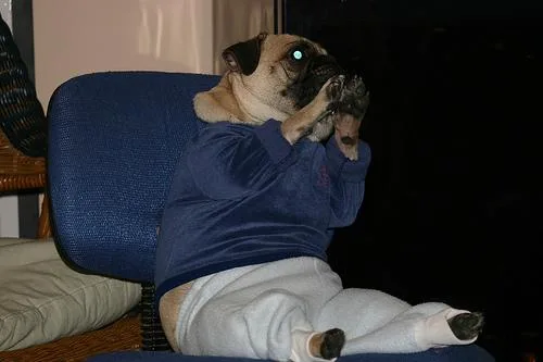 Pug #45, a Pug in the PetMatch pool