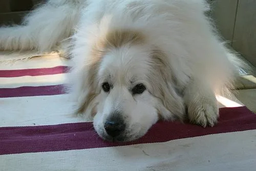 Great Pyrenees #57, a Great Pyrenees in the PetMatch pool