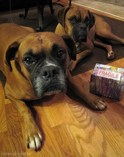 Boxer #77, a Boxer in the PetMatch pool