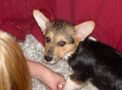 Pembroke #18, a Pembroke Welsh Corgi in the PetMatch pool