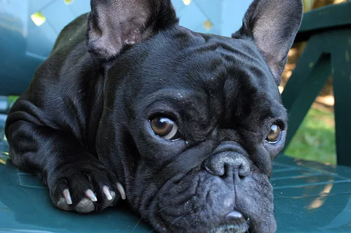 French Bulldog #25, a French Bulldog in the PetMatch pool