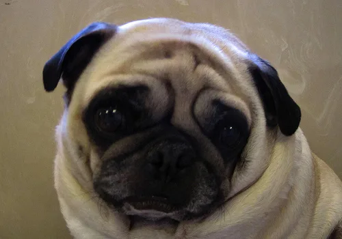 pug #61, a Pug in the PetMatch pool