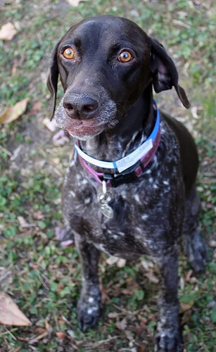 german shorthaired #21, a German Shorthaired Pointer in the PetMatch pool