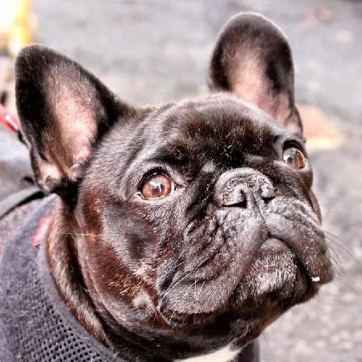 Mixed #3469, a French Bulldog in the PetMatch pool