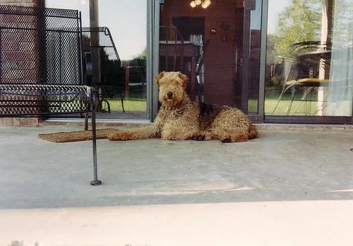 Airedale #107, a Airedale Terrier in the PetMatch pool