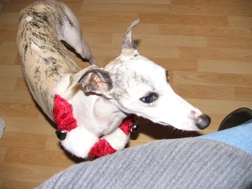 Whippet #95, a Whippet in the PetMatch pool