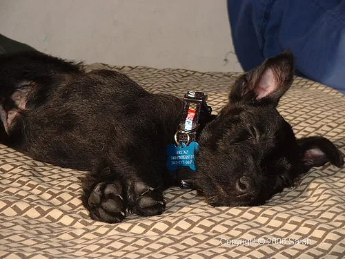 scottish terrier #152, a Scottish Terrier in the PetMatch pool