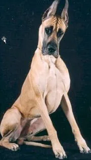 Great Dane #117, a Great Dane in the PetMatch pool