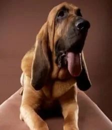 Bloodhound #4, a Bloodhound in the PetMatch pool