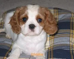 Blenheim Spaniel #105, a Cavalier King Charles Spaniel in the PetMatch pool