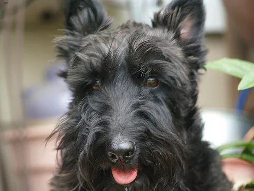 scottish terrier #7, a Scottish Terrier in the PetMatch pool